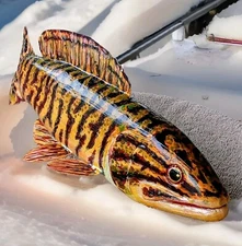 13" L.  James Mead Decoys Bowfin Ice Fishing Spearing Decoy.