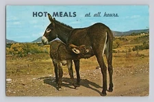 Hot Meals At all Hours Baby Burro and Mom VINTAGE POSTCARD 1502