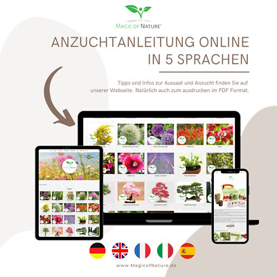 Zitronenbaum Anbauen -Fotos Und -Bildmaterial In Hoher Auflösung - Foto 9