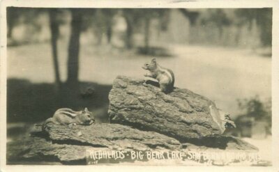 California Chipmunks Redlands Big Bear Lake 1923 RPPC Photo Postcard 21-9650