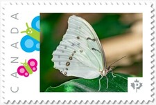 WHITE BUTTERFLY ** Picture Postage Canada 2019 p19-04-s20 MNH