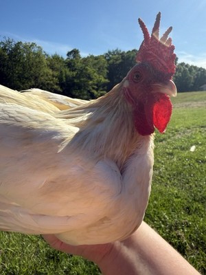 6+ Mixed Bantam Hatching Eggs - Possible silkie Cross-Colorful Barnyard Mix