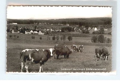 Herschbach Seltzer Cows Willow