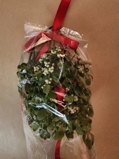  Fresh Cut Real Mistletoe Beautiful Bunch Ready to Hang 4-6" long Full