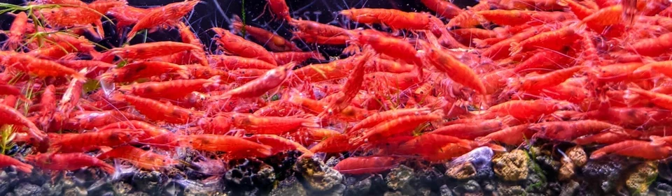 Живая пресноводная креветка — огненно-красная вишневая креветка 20+2 — высококачественная неокаридина - Изображение 2 из 2