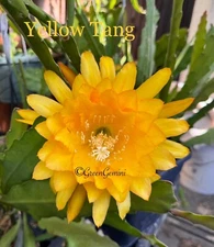 YELLOW TANG Mildly Fragrant Epiphyllum Orchid Cactus Succulents