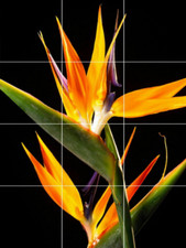 crown birds of paradise exotic tropical plant ceramic tile mural backsplash