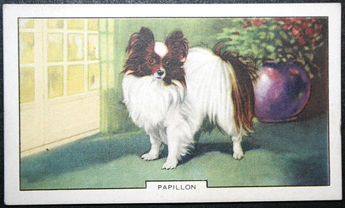 PAPILLON  Butterfly Dog   Toy Breed  Vintage 1938 Illustrated Card   AF31MS