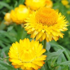 Golden Yellow Strawflower Seeds | 100 - 2,000 Seeds | Non-GMO | Free Ship 1221