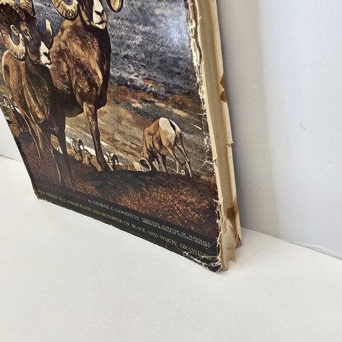 The Big Game Animals Of North America Illustrated 1961 Book Vintage- Read - Picture 8 of 24