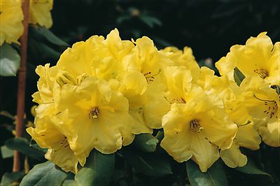 Rhododendron wardii 'Finesse' INKARHO 30 - 40 cm im Container | eBay.de