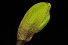 Paphiopedilum [(Olympian Yard x helenae) x  Horizontal Sunset] #3, in bud