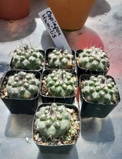 Copiapoa Humilis Cactus  2yr Seedling( 1 Plant) Shipped In A 2" Pot. Very Nice!