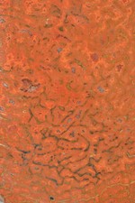 Orange Agatized Dinosaur Bone, New Mexico, 115 grams