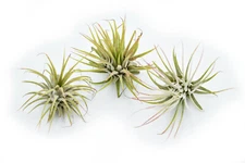3 Pack of Beautiful Little Airplant Tillandsia Ionantha Quality Air Plant 2".