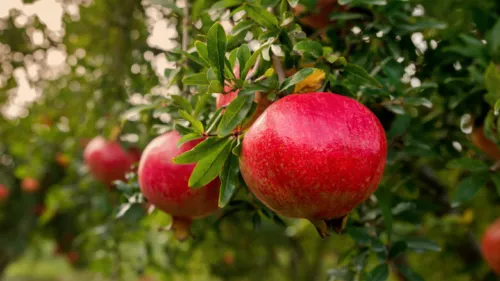 Pomegranate Seeds Punica Granatum POMEGRANATE SEEDS Fruit Seeds