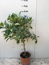 Pianta di Limone variegato verde e giallo vaso 20cm Novità