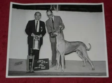 1961 Press Photo Great Dane "Starlight's King" AKC Pontiac Kennel Club Champ MI
