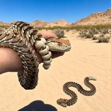 Articulated Rattlesnake   3D Printed Flexible Snake Toy, Realistic Snake