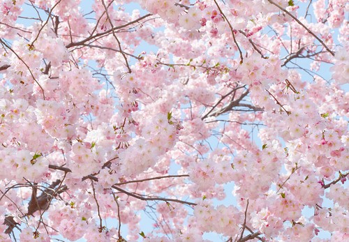 CHERRY BLOSSOM Wallpaper 144x100" Removable Wall Pink Japanese Flower Spring DIY - 第 1/4 張圖片
