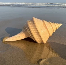 Large Syrinx Aruanus Mammoth Trumpet Natural Seashell Rare Real Beach 14-16" In