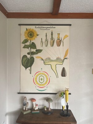 Vintage SONNENBLUME Schulkarte Volk und Wissen BOTANISCH Poster
