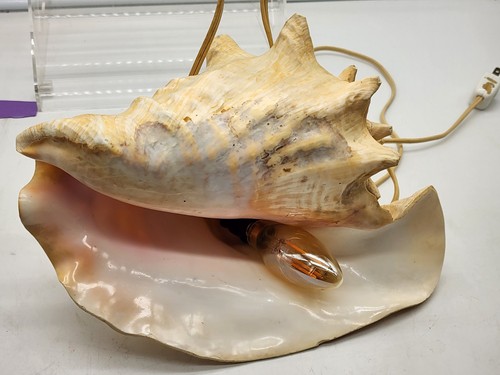 Große 11" gehörnte King Queen Muschel Lampe Nachtlicht Maritim Ozean - Bild 3 von 6