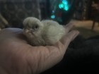 Zombie Chicken Hatching Eggs – F1 & F2 – Auto-Sexing – 6 Eggs — photo 5