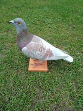 Beautiful taxidermy ornamental pigeon!!