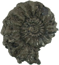 Lias  Bifericeras subplanicosta  Bemerkenswerter Top Ammonit  Holzmaden  3542