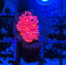CE- WYSIWYG Rose Petal Rainbow Goni Frag  Coral Frag LPS SPS #R2GF4