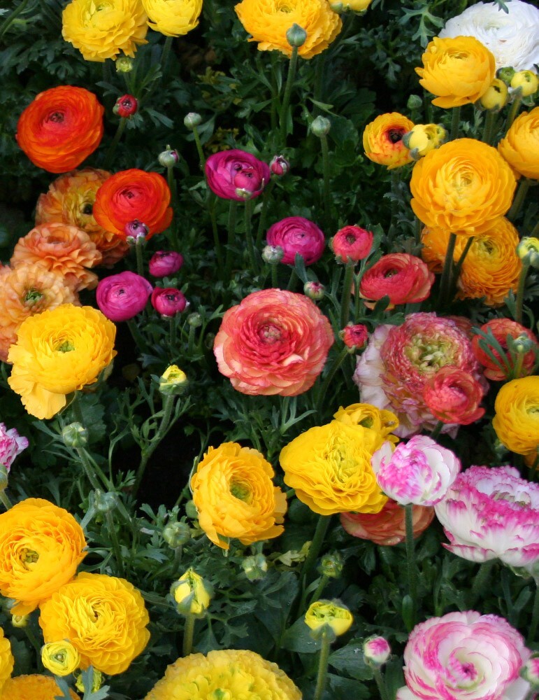 12 BulbsRanunculus Mixed (Pack of 12 Bulbs)Deer Resistant, Zones 311