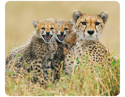 Mauspad aus der Edition Colibri: Geparden - Familie - Cheetah Family