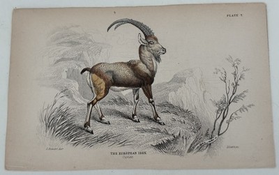 Antique Jardine/Lizars hand colored engraving goat print ''The European Ibex 