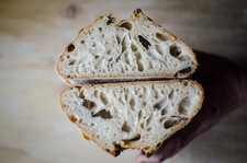 organic san francisco sourdough starter yeast  fresh stock BELLA/WHARF