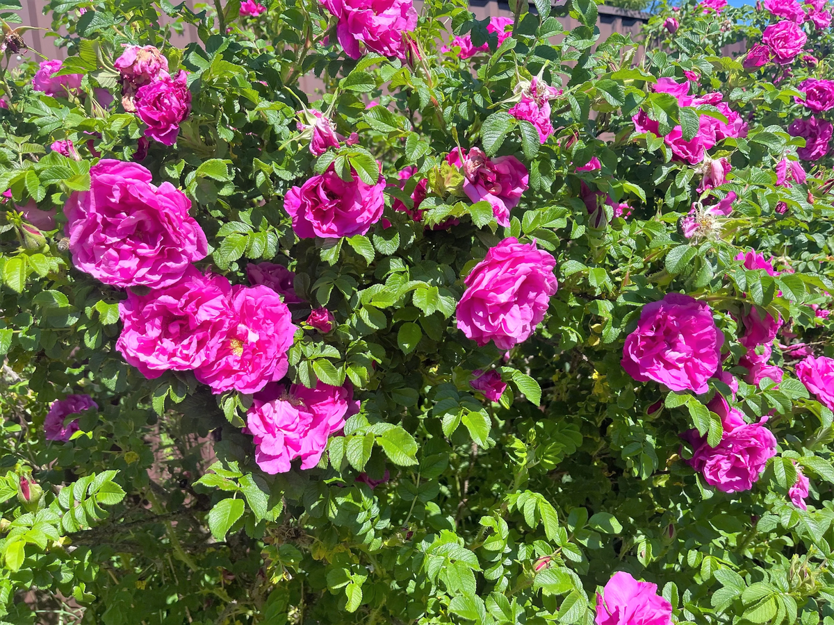 50 Pink BEACH ROSE aka Seaside or Sand Rose, Beach Tomato Rosa