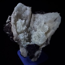 Calcite in Fossil Clam Shell: Rucks' Pit, Fort Drum, Okeechobee Co., Florida