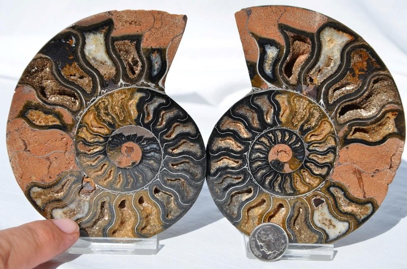 Large Black Ammonite PAIR Deep Crystals 110myo FOSSIL Dino age 111mm 4.4"9516bxx