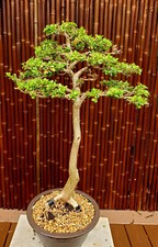 Exquisite Japanese Boxwood Bonsai: Bunjin Style Trunks, Nebari - Must-Have! 37