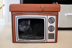 cat home decor
