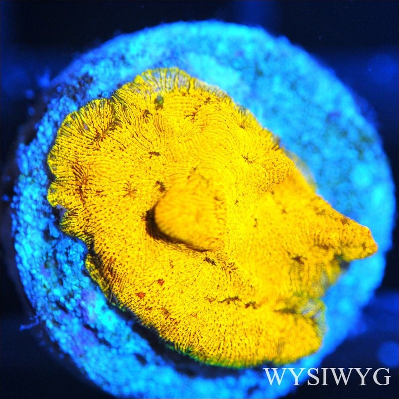 Corals of Eden ~ WYSIWYG Live Coral Frag ~ 24K Gold Leptoseris ~ LPS SPS