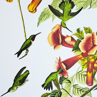 Rare AUDUBON Double-Elephant Folio, Loates Edition, RUBY-THROATED HUMMINGBIRD