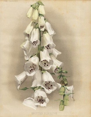 Digitalis purpurea Red Thimble foxglove flower botany Robinson Litho 1888