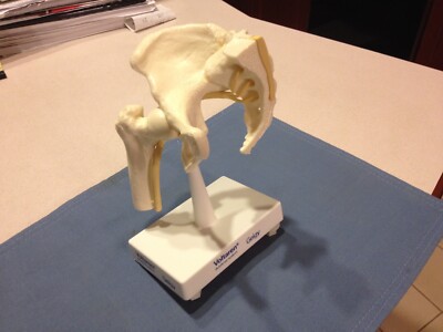 Voltaren hip/ hemi pelvic  model with sciatic nerve