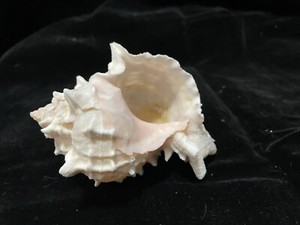Small  Conch Shell Natural Approx 4x3.5 Inches