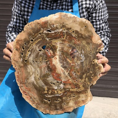 18.28LB Natural Beautiful Petrified Wood Crystal mineral Slice Madagascar