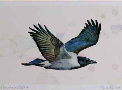 A3 Hooded Crow Inflight Watercolour Ltd Edition Print