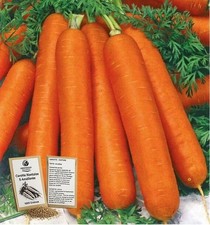 1000 Graines - Carotte Nantaise 5 Améliorée - Semences Paysanne - BIO