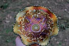 ANTIQUE NORTHWOOD WISHBONE CARNIVAL BOWL AND DAISY AND PLUME CANDY DISH