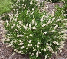 30  DWARF SWEET PEPPERBUSH SEEDS -Clethra alnifolia 'Compacta' Fragrant Flowers